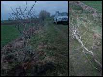 Dzika-jablonka-na-nowym-miejscu_uratowana-przed-mulczerem