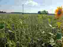 Remiza śródpolna po 4 miesiącach