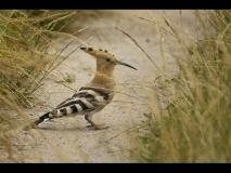 1045-big-072713072713