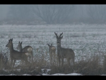 225-big-zdjęcie kozła mały rozmiar