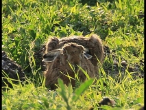 341-big-zając szarak skulony