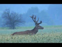 542-big-byki zawada 7