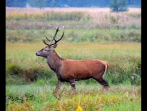 583-big-jeleń byk bez scypułu