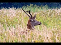 611-big-byk szpicak widliczny