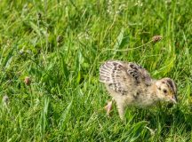 Bażant-Pisklęta-Ptak-Młode-Ptaki