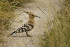 1045-big-072713072713