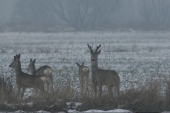 225-big-zdjęcie-kozła-mały-rozmiar