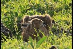 341-big-zając szarak skulony