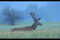 542-big-byki zawada 7