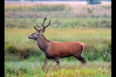 583-big-jeleń byk bez scypułu