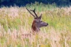 611-big-byk szpicak widliczny