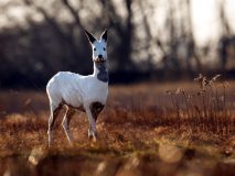 Biała sarna